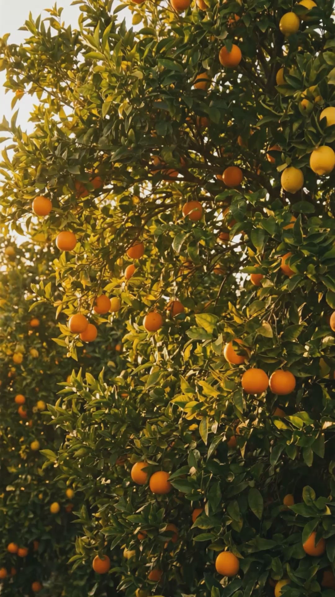 Orange Picking (Siracusa, Sicily) - Unisex with sleeve patch