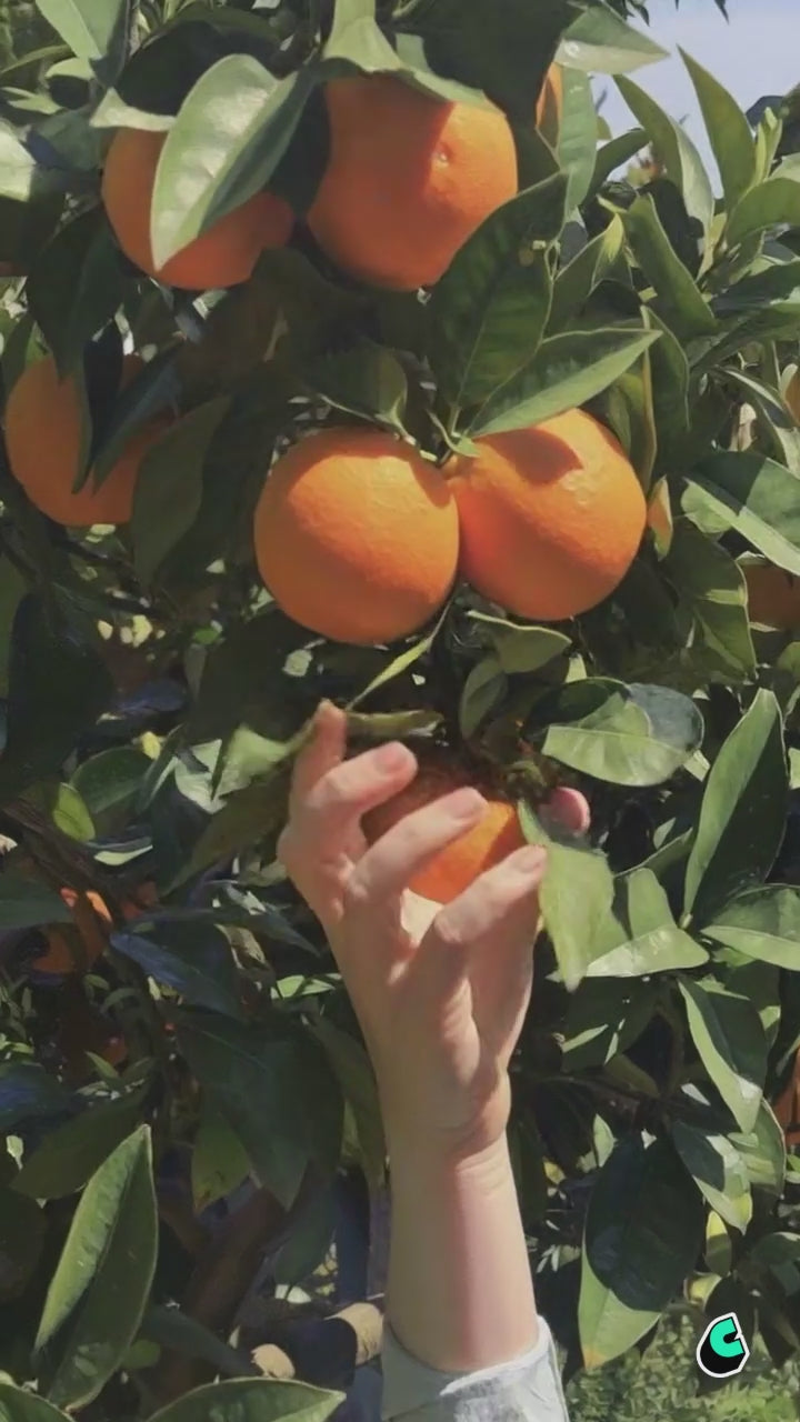 Orange Picking (Siracusa, Sicily) - Women's T-Shirt